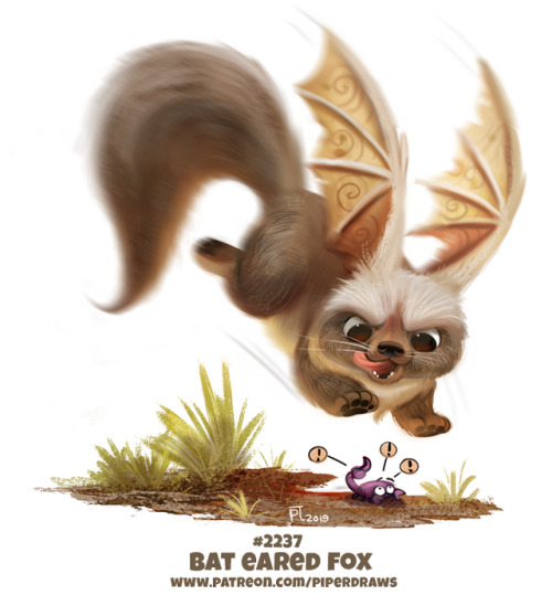 cryptid-creations - Daily Paint 2237. Bat Eared FoxPrints...