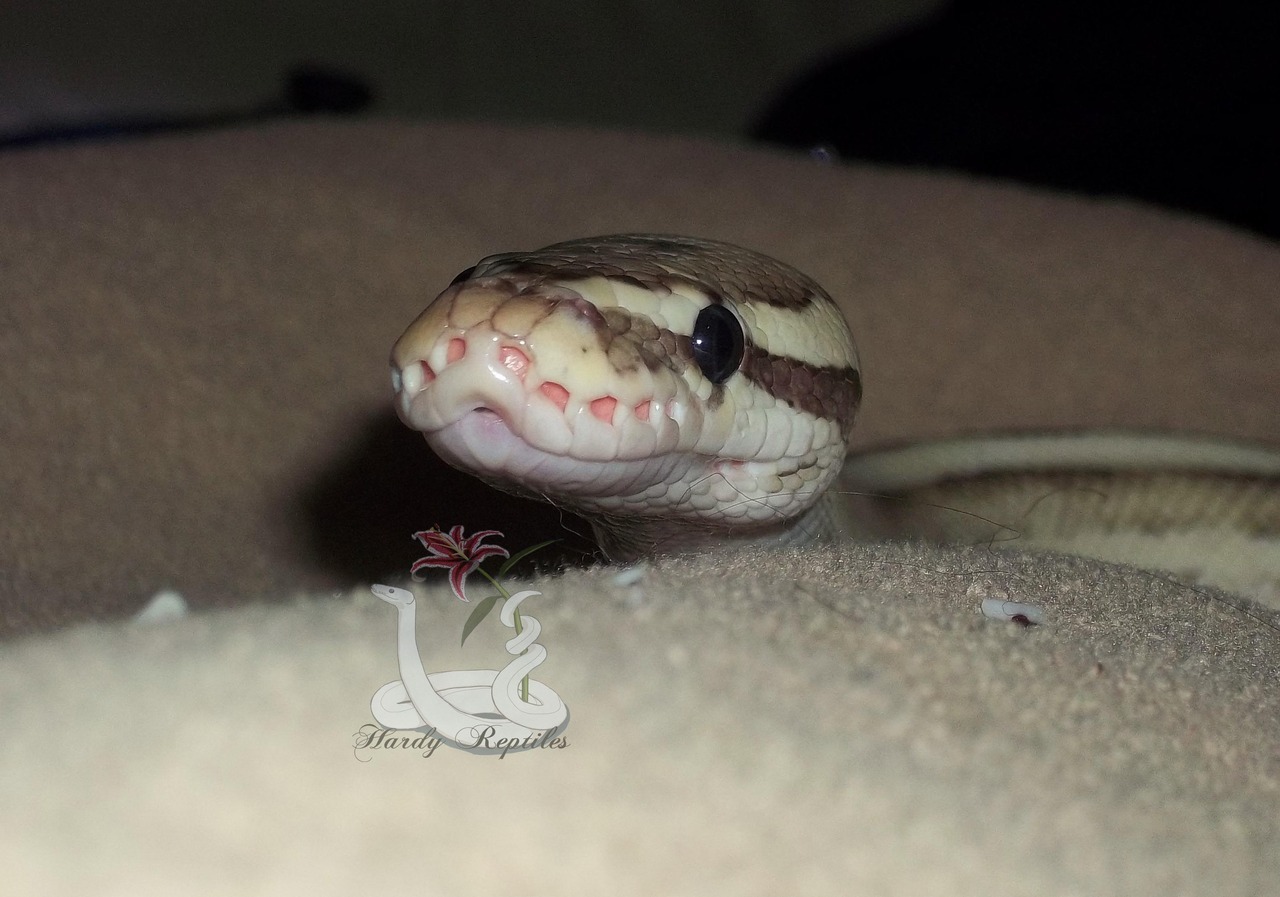 i-m-snek: Rhea. You are ridiculously cute. Like omg