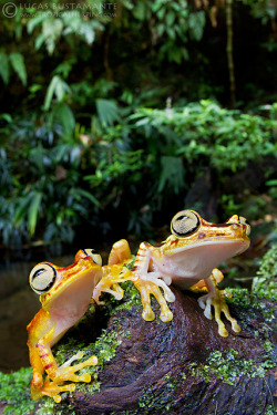 libutron:  Imbabura Treefrog (Hypsiboas picturatus) | ©Lucas M. Bustamante-Enríquez A beautiful photograph of a pair of Imbabura tree frogs, Hypsiboas picturatus (Hylidae), taken in Itapoa Reserve, Esmeraldas, Ecuador. 