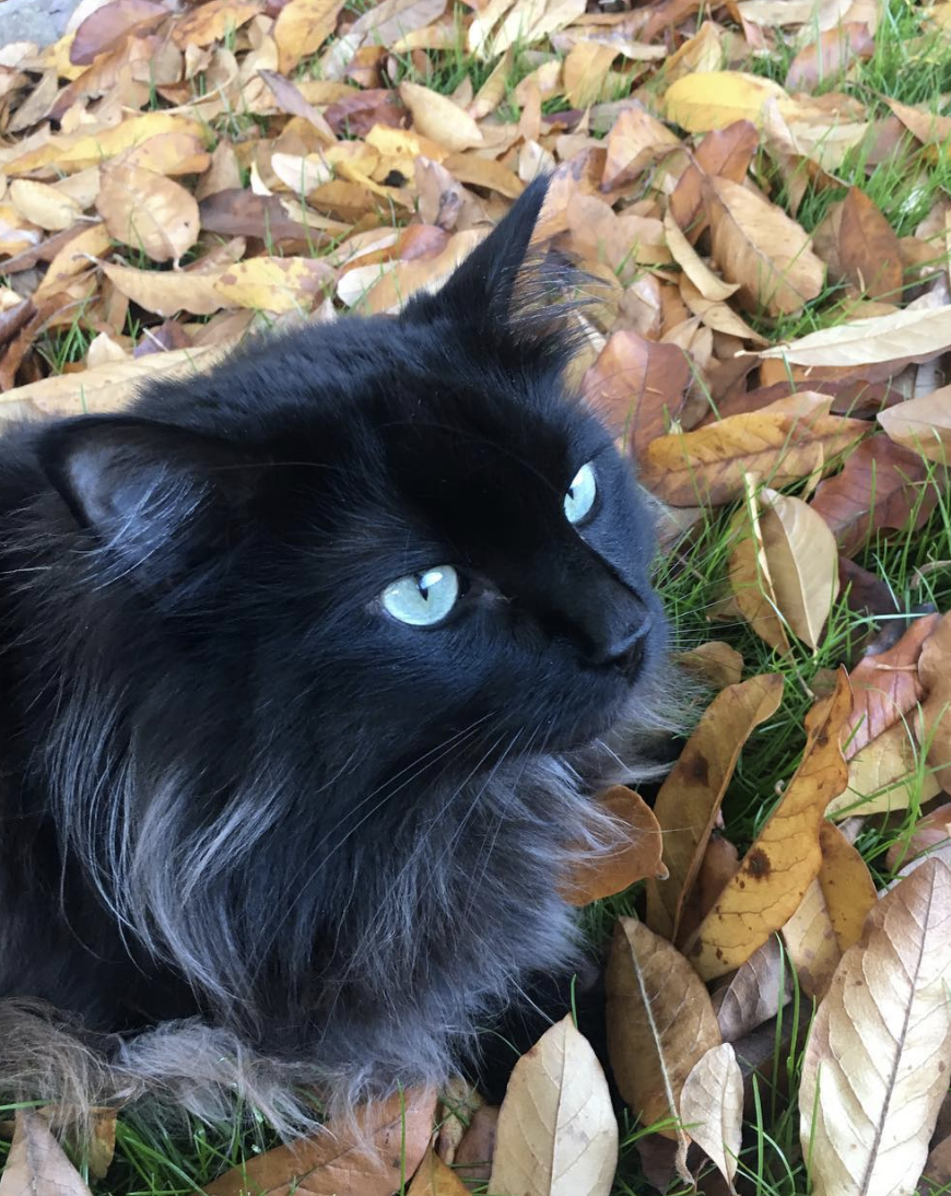 Black Cat Appreciation Post