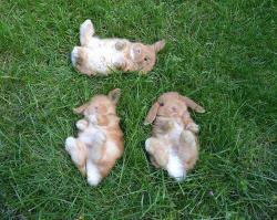 cute-overload:  Sleeping Bunnies.http://cute-overload.tumblr.com