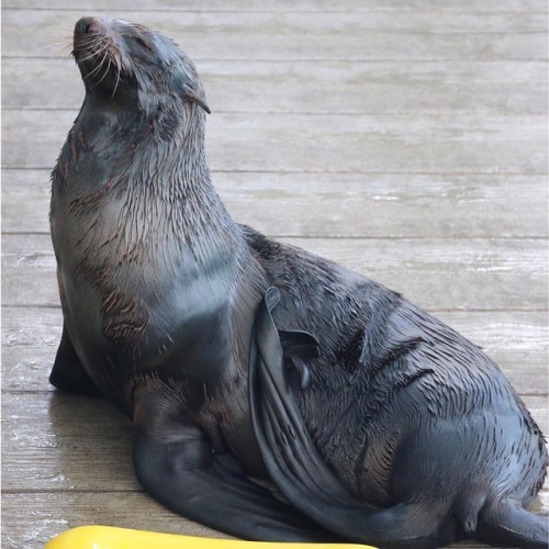 neaq:Fur seals groom their thick fur coats all day. They have little blubber, so they rely on the he