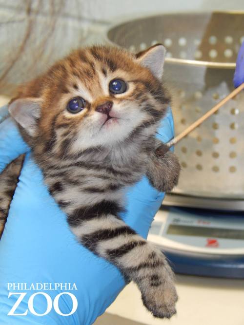 zooborns: Philly Zoo’s First Ever Black-footed Cat Kittens are Thriving! Philadelphia Zoo&rsqu