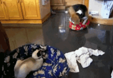 tastefullyoffensive: Cats are adorable little jerks.