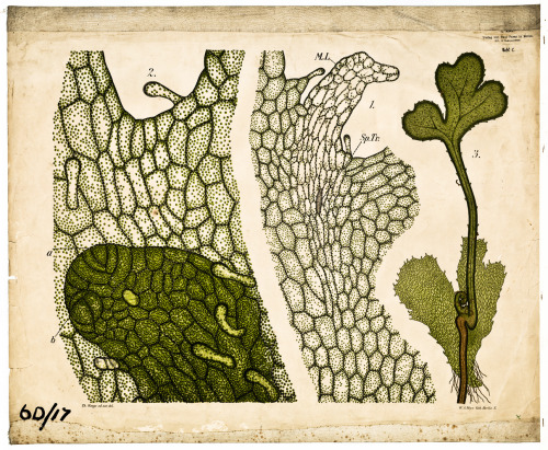 Dodel-Port Atlas, wall charts of Prothallus / Gametophyte and Pteridophyte, late 19th century. Switz