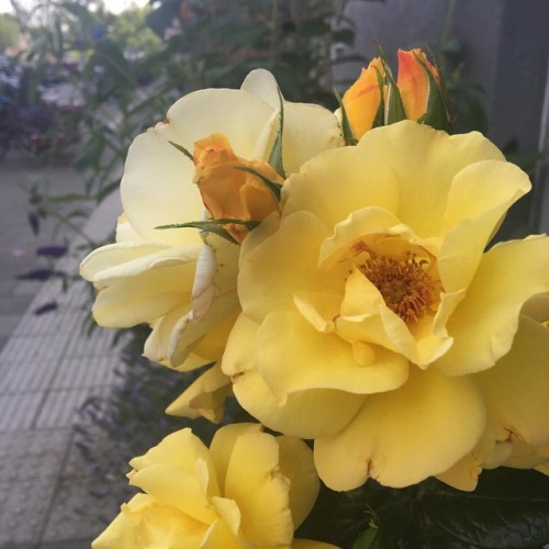 Summer roses smell so sweet! #stopandsmelltheroses #summerroses #yellowroses #flowersofinstagram #am