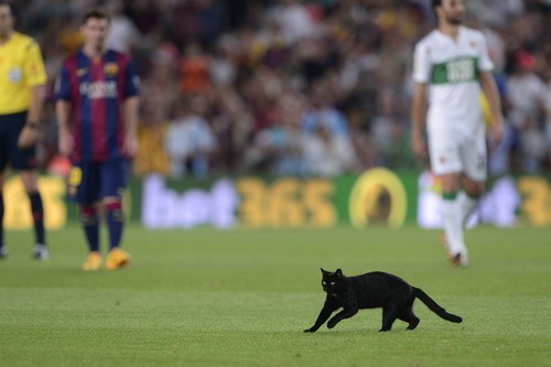 Porn Black cat invades Camp Nou pitch during Barcelona's photos