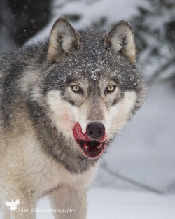 wolfsheart-blog:  Wild Timber Wolf by Adam Skalzub  