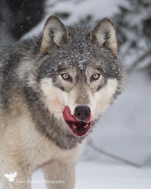 Porn Pics wolfsheart-blog:  Wild Timber Wolf by Adam