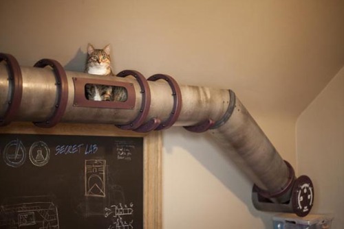 steampunktendencies:Steampunk inspired cat tubes by Because We Can@foolishandfurious Does Macre