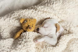 houseofwonderandchaos:  end0skeletal:  In case you’re having a bad day…here are some puppies sleeping with stuffed animals. (Credit: 1, 2, 3, 4, 5, 6, 7, 8, 9, 10. A note on the first puppy: At 5-&frac12; weeks old, Daisy was mauled by a larger dog.