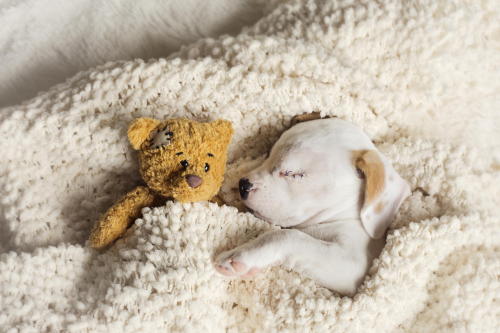 houseofwonderandchaos:  end0skeletal:  In case you’re having a bad day…here are some puppies sleeping with stuffed animals. (Credit: 1, 2, 3, 4, 5, 6, 7, 8, 9, 10. A note on the first puppy: At 5-½ weeks old, Daisy was mauled by a larger dog.