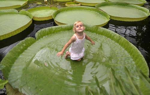 This is one of our favorite photos. How cool would it be to sit on a Victoria water lily?!