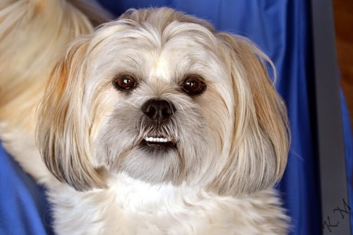 Lhasa apso