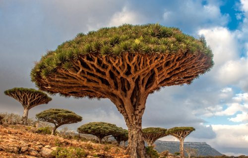 The Dracaena cinnabari, also called dragon blood tree, has adapted to arid climates and mountaintops