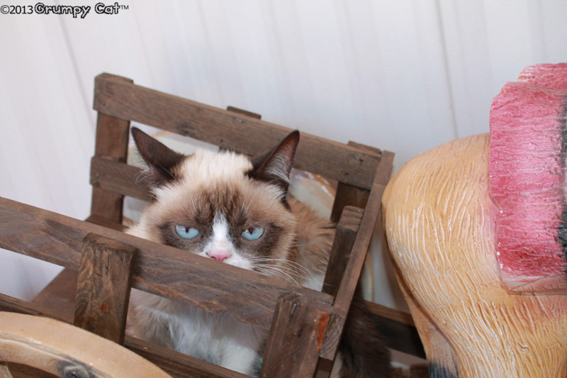 The Daily Grump | May 29, 2013
 Grumpy Cat Mugs, Magnets and more...
 Grumpy Cat T-Shirts
 Grumpy Cat: A Grumpy Book
 2014...