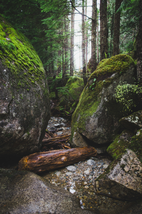 torreymerrittphotography:Get lost in the forest.insta | website