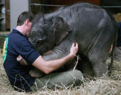 animal-factbook:  Elephants requires hugging before going to sleep. Scientists have not found out why the animal craves the act but reports say that sometimes they would stay awake for hours if a hug is not given.