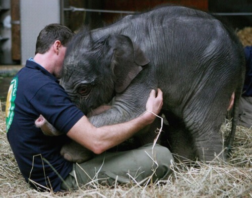 XXX animal-factbook:  Elephants requires hugging photo