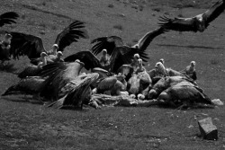 vulturehooligan:  Sky burial, or ritual dissection, is a funerary practice in Tibet, wherein a human corpse is incised in certain locations and placed on a mountaintop, exposing it to the elements (mahabhuta) and animals – especially predatory birds.