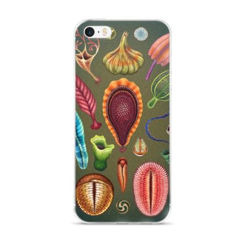 The Secret Garden Of Ediacara And The Origin Of Complex Life