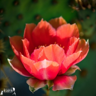 prickly-pear-flower