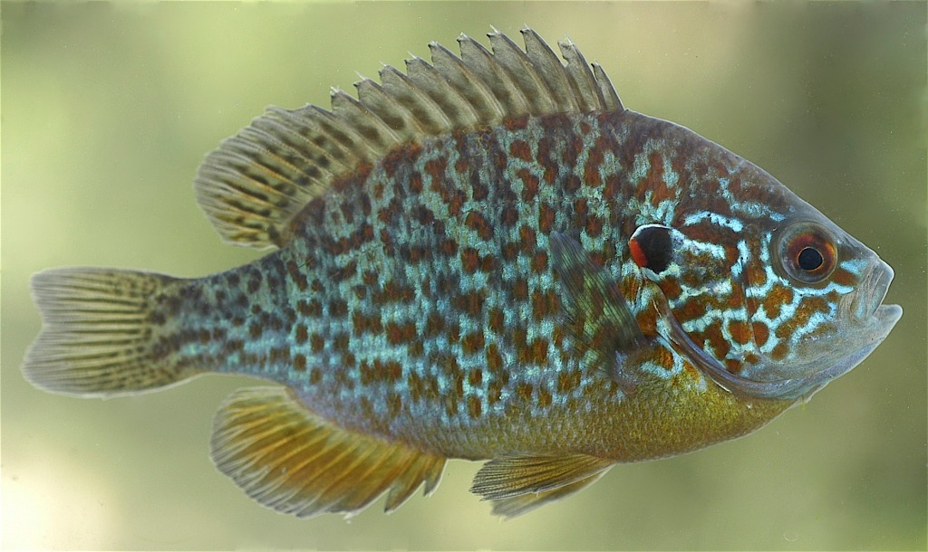 North American Native Fishtanks — Pumpkinseed (Lepomis gibbosus