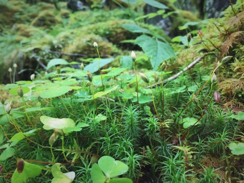 redheadonaroadtrip:~ Fjord Forest ~This woodland on the banks of the Næroyfjord (Norway) was enchant