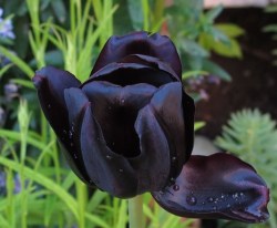 deformutilated:  Queen of the night tulip, such a deep purple, it can appear black