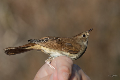 [Species] | Common nightingaleThe common nightingale (Luscinia megarhynchos) is a small migratory Eu