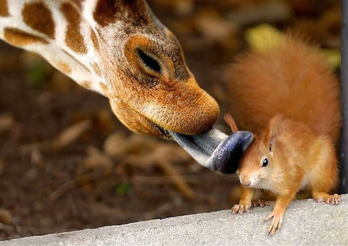 hobbitsaarebas:awesome-picz:Adorable Pics To Celebrate Squirrel Appreciation Day.the giraffe image i