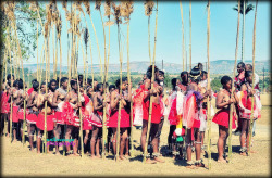   Participants Of The Reed Dance Ceremony 2014, By Willie C.