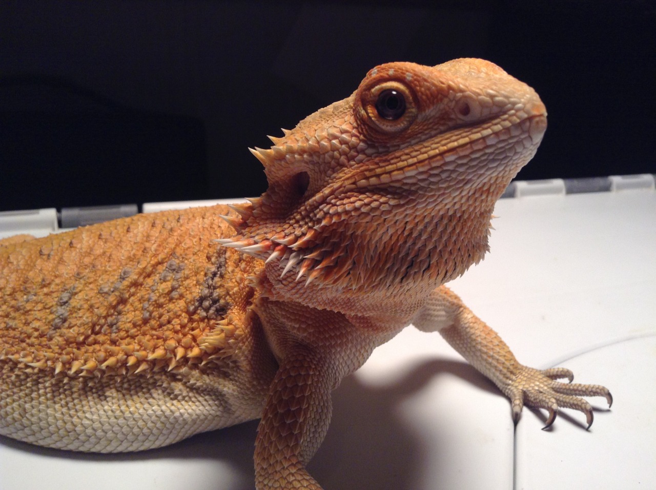 yeahponcho:  just imagine: there are people that don’t think lizards are cute.
