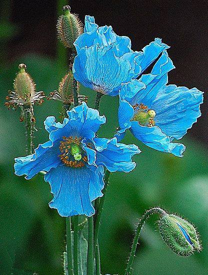 abiding-in-peace:Himalayan Blue Poppies