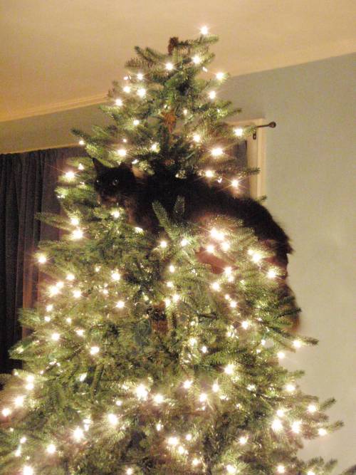 queenoferebor1204:coolcatgroup:catswithchristmaslights:a whole compilation for you to enjoy!There’s 
