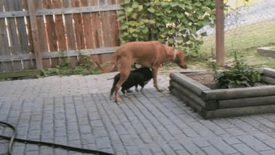gifsboom:  This dog would make a perfect shelter if he didn’t keep moving. [video]