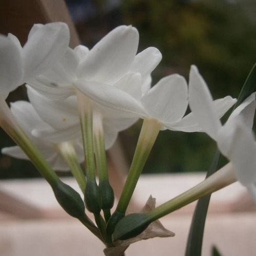 #flower #flowers #white #whiteflowers #narkissos #narcissus #blooming #bloom #blooms #gardening #gar