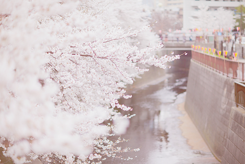 hana-ku: NAKAMEGURO (by linton)
