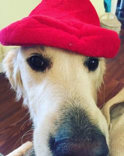 life-with-kate-and-dogs:  Sneak peek to Gus’s Halloween costume. We had a last minute change. Any guesses? #golden #goldenretriever #englishcream #englishcreamgoldenretriever #doggyhalloween #doggyhalloweencostume #doghalloween #doghalloweencostume