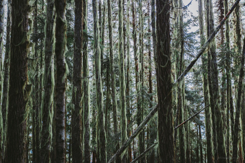 Moss - Garibaldi Provincial Park, BC, Canada