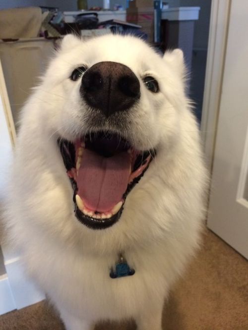 skookumthesamoyed: Smile in progress :)