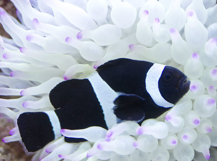 Black and white Clown Fish are a striking colour variant of the common Clown Fish (Amphiprion ocella