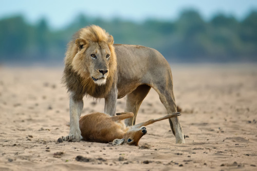 opisthokonta:by Marc MOL Panthera leo
