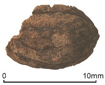 The first Iron Age olive stone to be found in Britain (Silchester, c.40 – 50 BC).Celery, coriander a