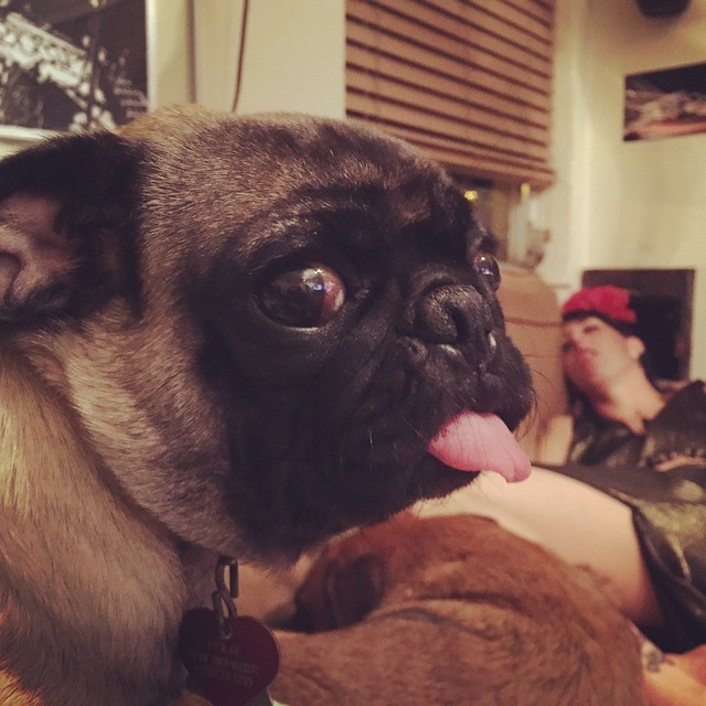 Awesome Pugs