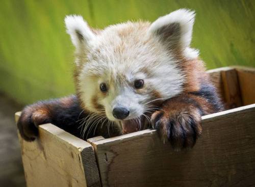 into-the-weeds: [An excited red panda in a box.] HELLO WORLD.