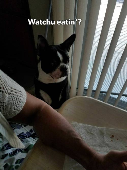 morganray311: chasingtrophywhitetails:   thatssogayman:   reddirtgirl95:   si3rra-xox:   carolina-viking:   russdom:   oldwarhorse1775:   moosemarine:   downhomebrunette:  red-faced-wolf:   Reblog this with a picture of your dog       Bonus with my uncles