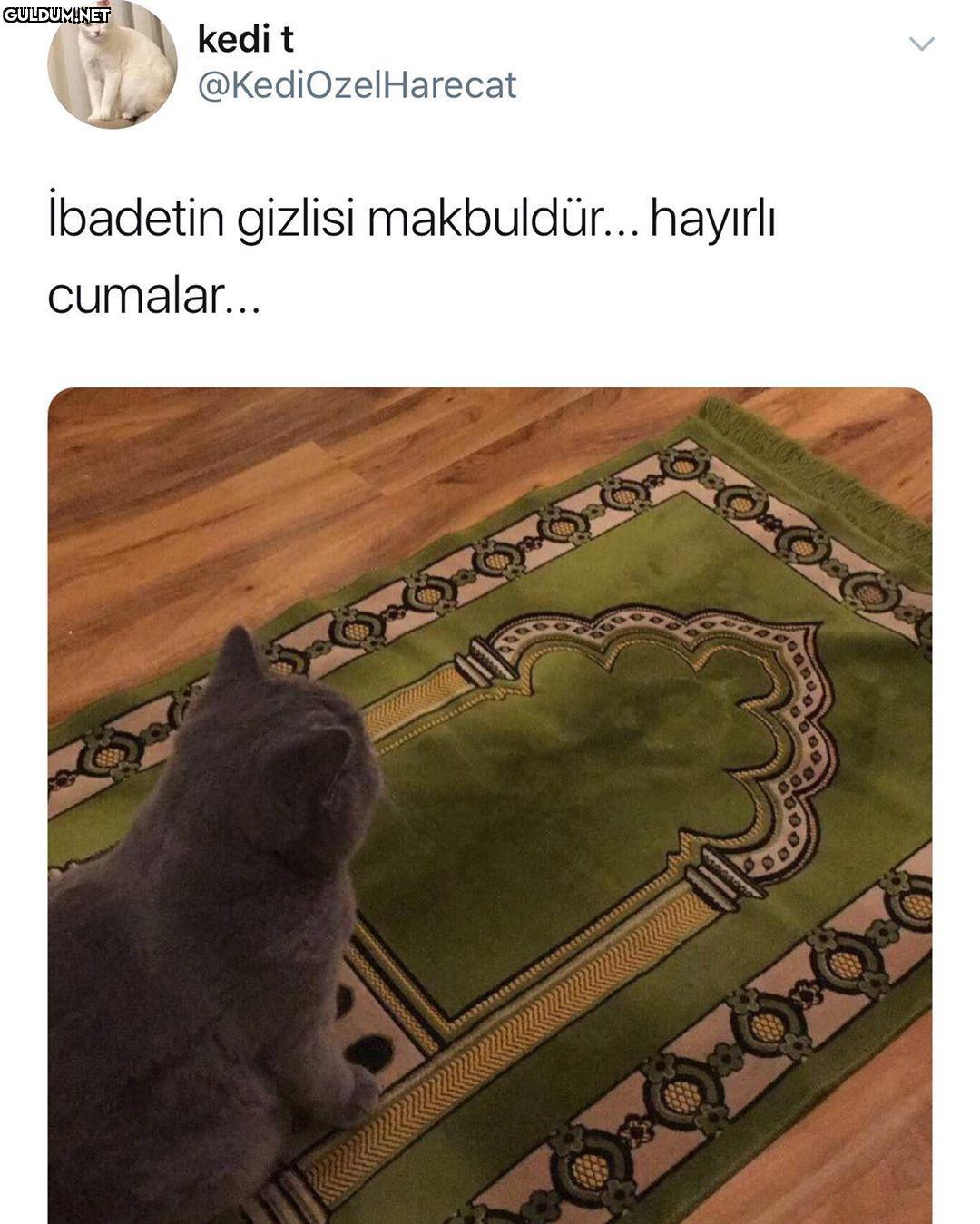 kedi t @KediOzelHarecat...