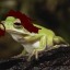 frog-jesus