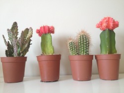 cactiee:  •my cacti• 